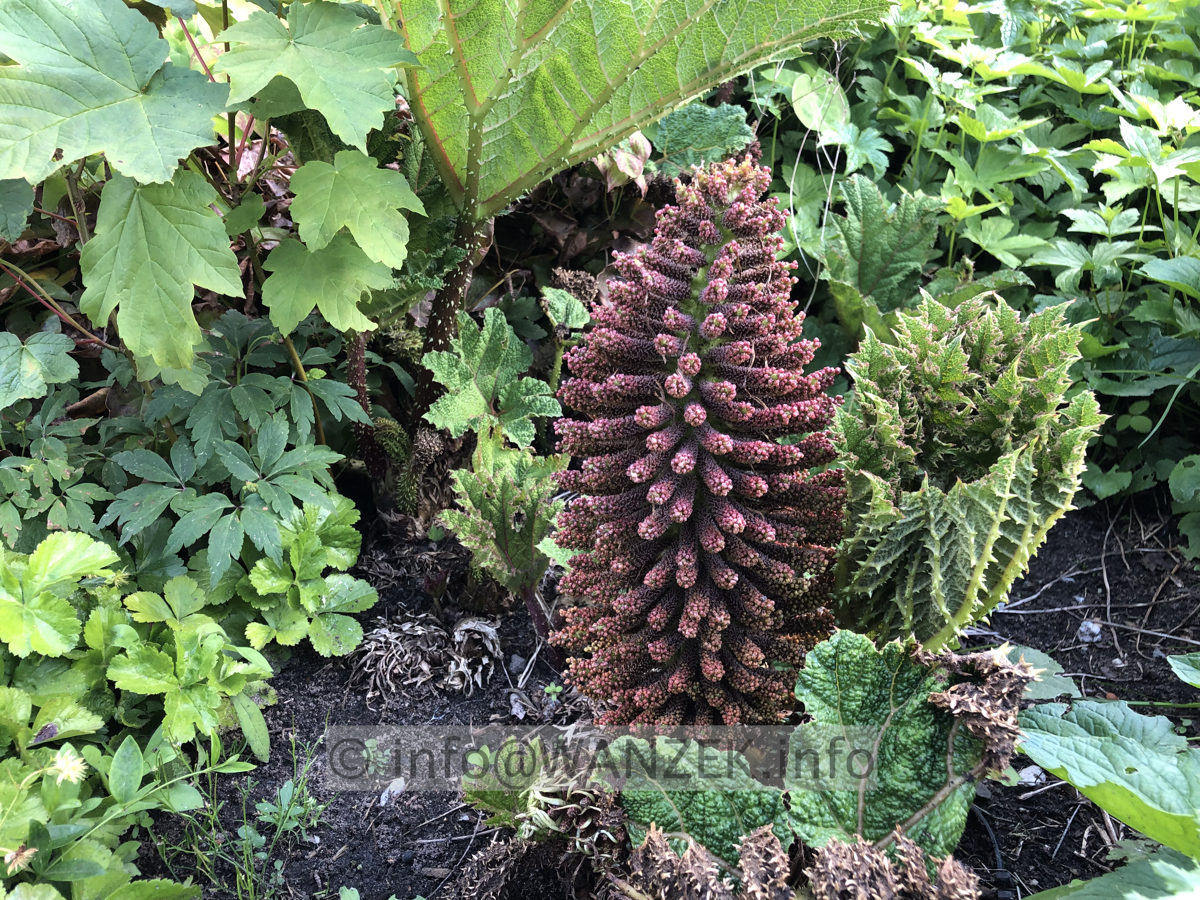 Gunnera tinctoria - Bluetenstand nah.jpg